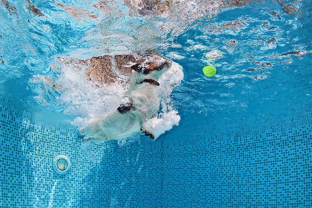 Pet Dog Toys Dog Ball Dog Bouncy Rubber Solid Ball Resistance to Dog Chew Toys Outdoor Throwing and Recovery Training for Dogs