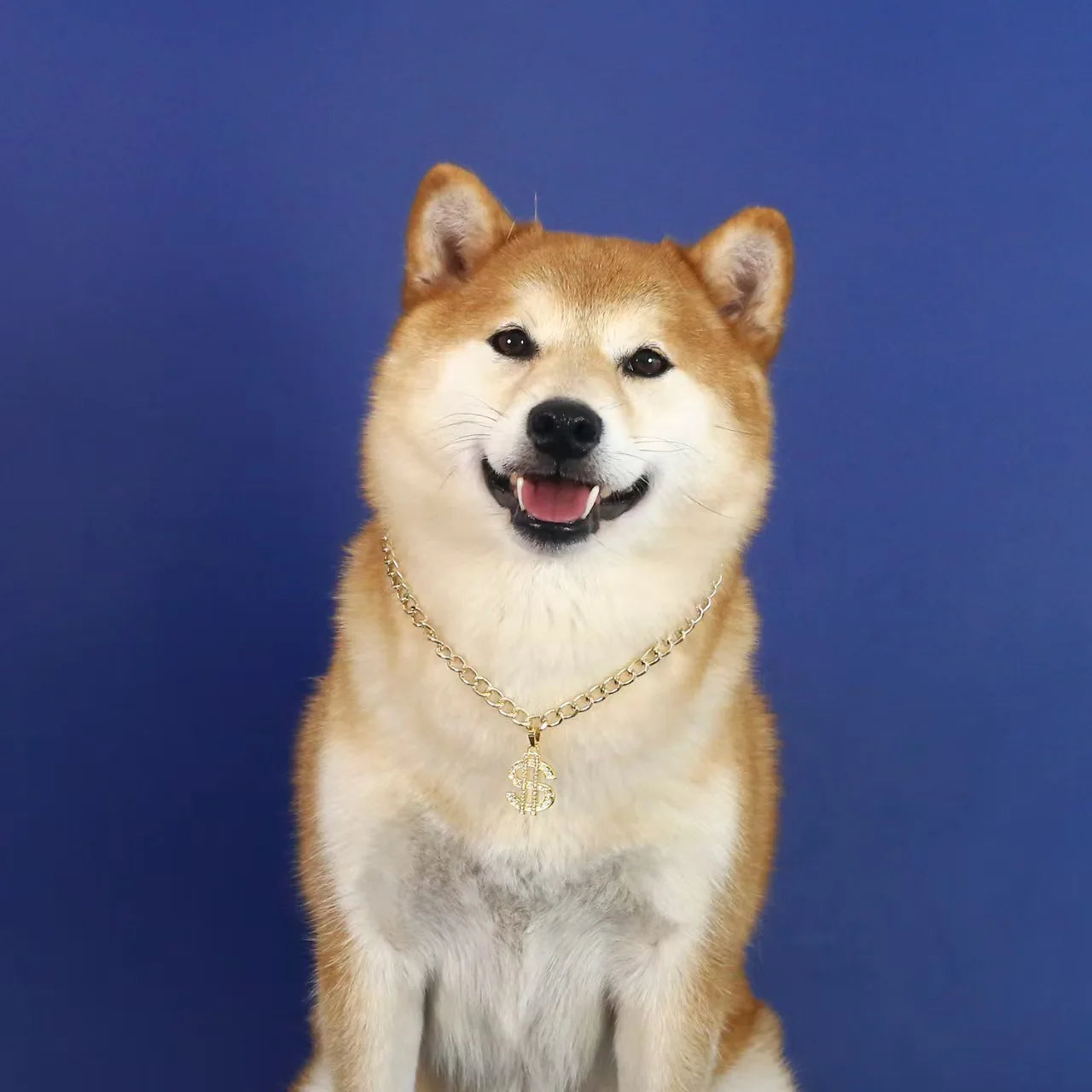 Golden Dollar Chihuahua Dog Accessories for Cat Neck Wear Fancy Zircon Pet Necklace Adjustable Cosplay Small Medium Puppy Collar