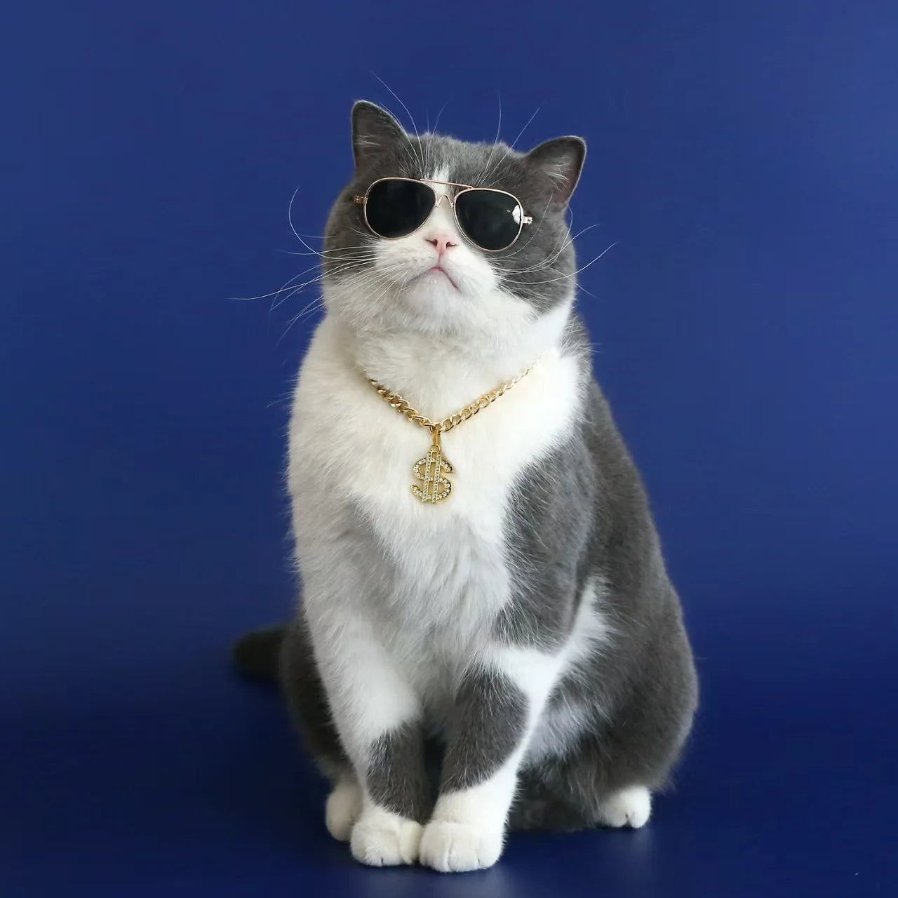 Golden Dollar Chihuahua Dog Accessories for Cat Neck Wear Fancy Zircon Pet Necklace Adjustable Cosplay Small Medium Puppy Collar