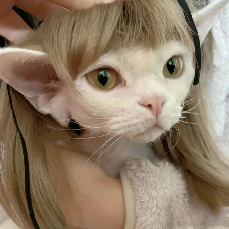 Funny Pet Cosplay Dog Wig Cat Grooming Supplies Fashion Headwear Halloween Curly Hair Straight Hair Cat Accessories Perros
