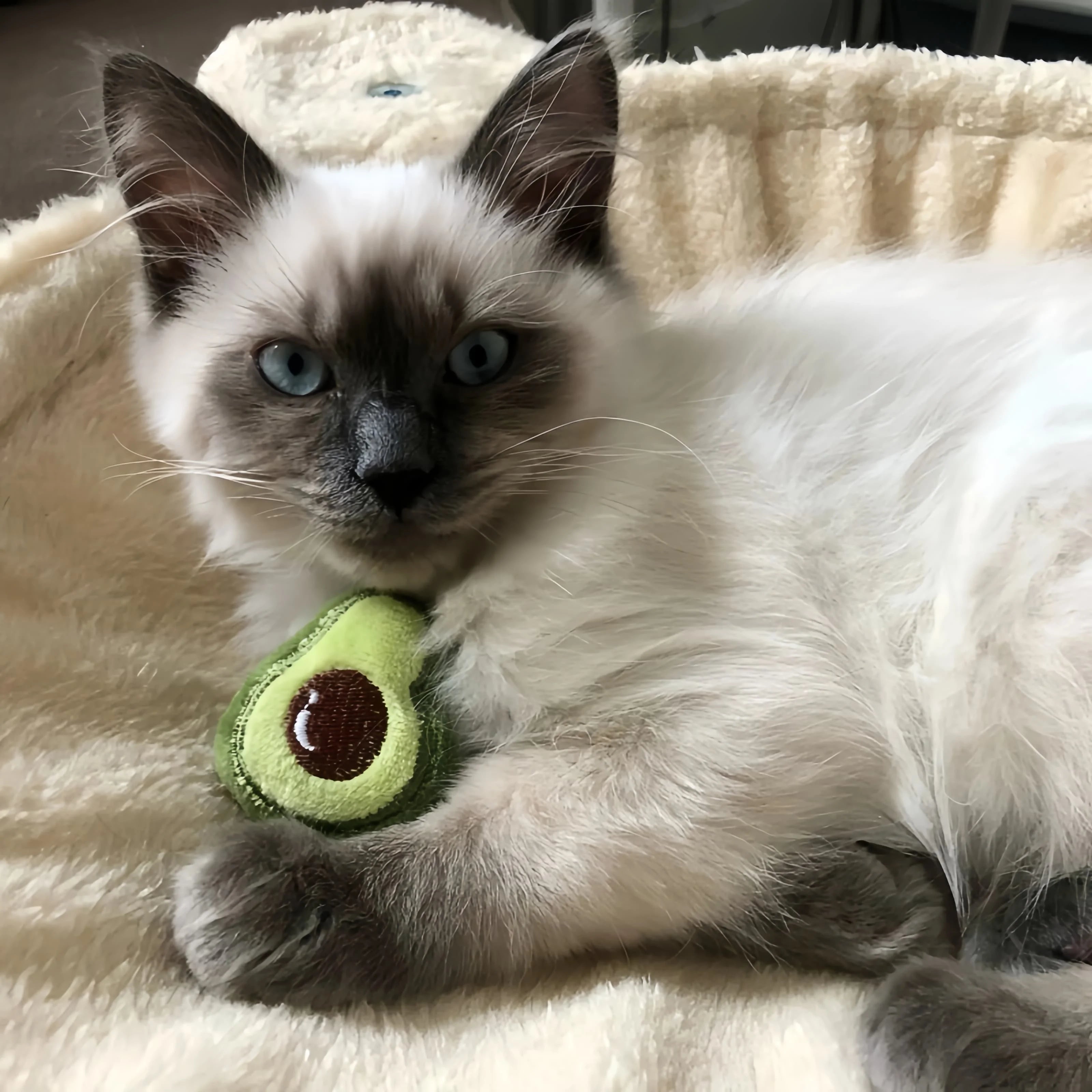 Pet Cute Plush Toy Set Cat Toy With Catmint Kitten Catnip Toy With Scent Cat Mini Catnip Toy Chewing Teeth Grinding Pet Supplies